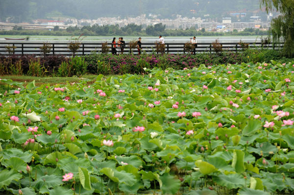 Dian Lake in Yunnan is clean again