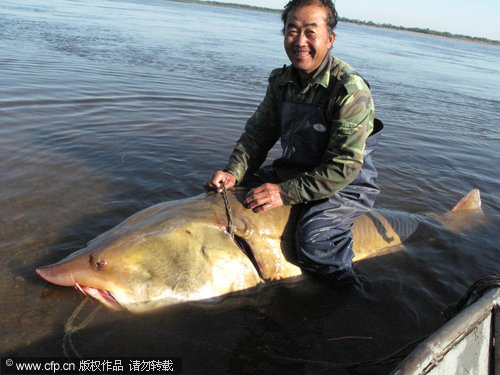 Massive 250-kg fish caught in river