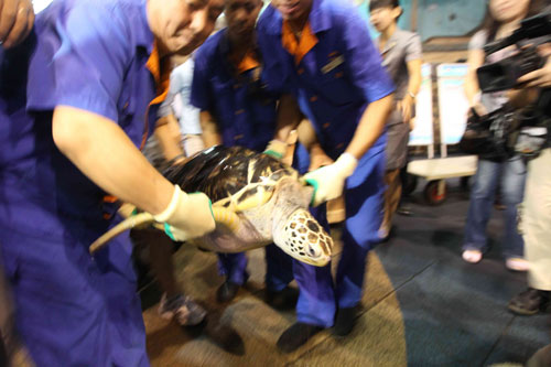 Recovered turtle going back to wilderness