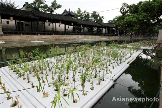 Plants growing on water help keep river clean