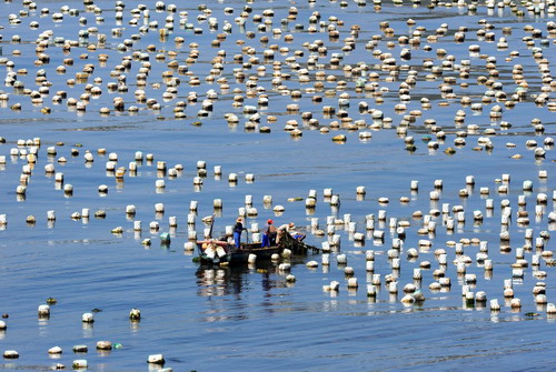 Sowing a sea of mussels in E. China