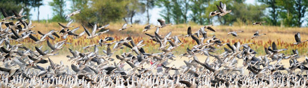 Wild geese return to the sky