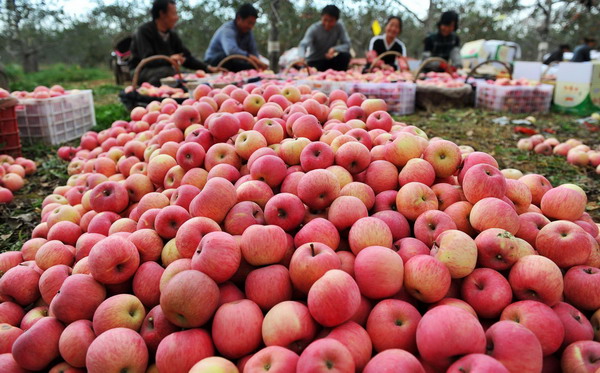 Apple season harvests two billion yuan