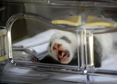 Panda twins thriving at Madrid zoo