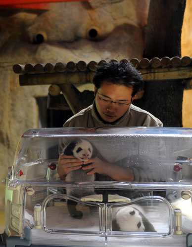 Panda twins thriving at Madrid zoo