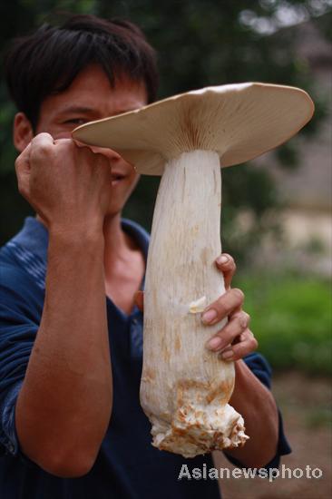 Giant mushrooms