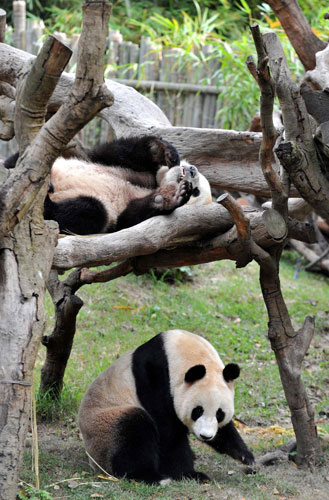 Pandas to add joy to Asian Games city