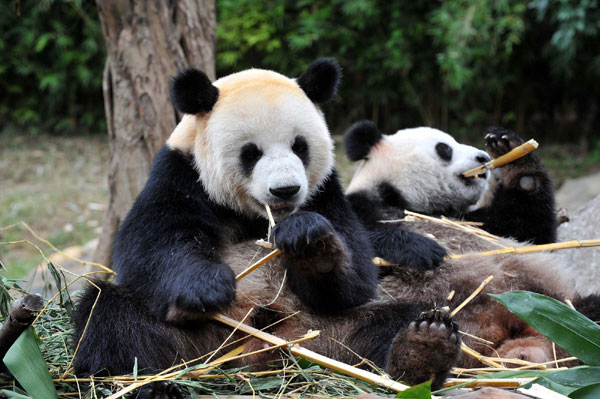 Pandas to add joy to Asian Games city