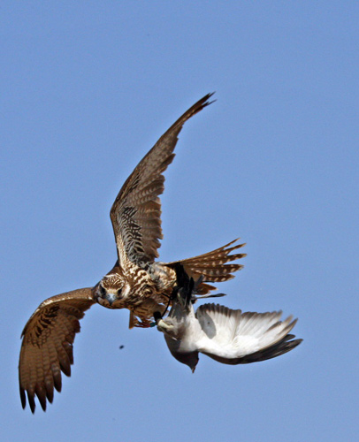 Falcons in bird-repelling competition