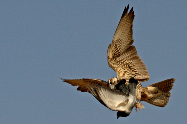 Falcons in bird-repelling competition