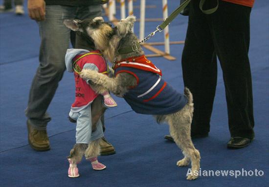 Pet dog show in Hubei province