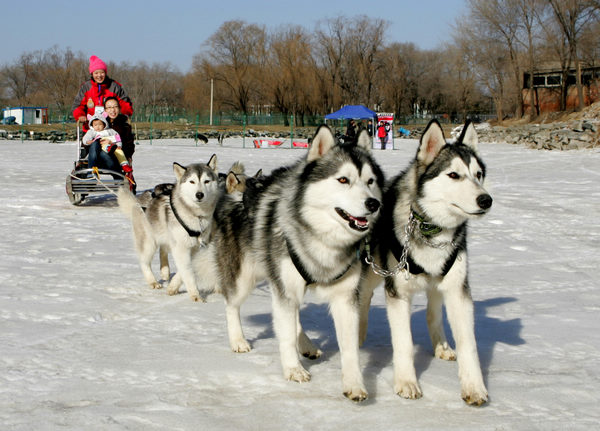 Playing in the snow at Old Summer Palace