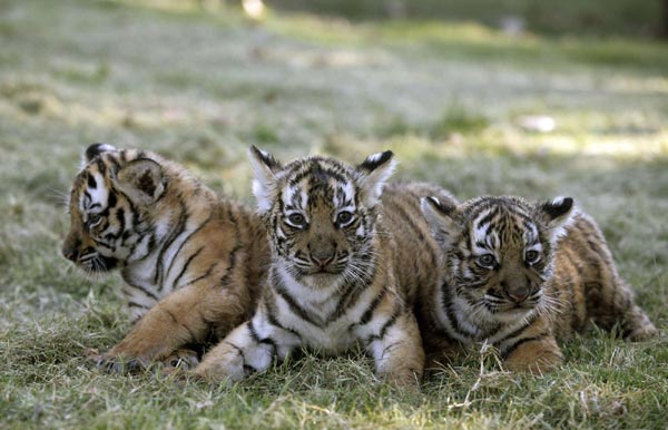 New-born Bengal tiger cubs