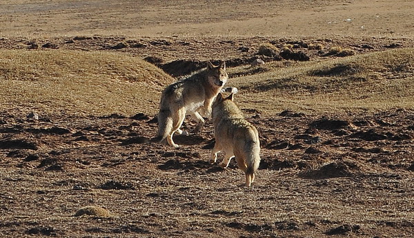 Wolves running along the road