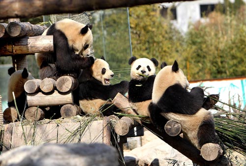 Expo's star pandas to stay