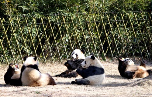 Expo's star pandas to stay