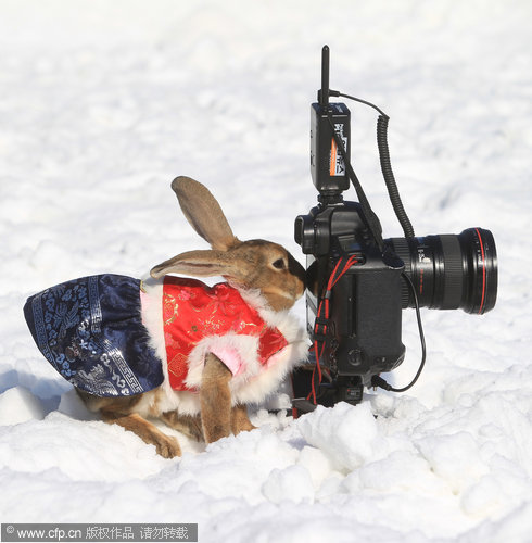 Welcoming the Year of the Rabbit