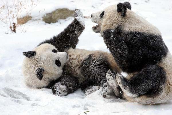 Giant pandas enjoy fun in snow