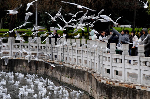 Cold wave hits S China's spring city