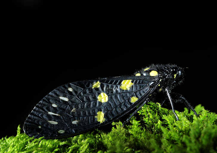 The world of cicadas - photos by Zhong Ming