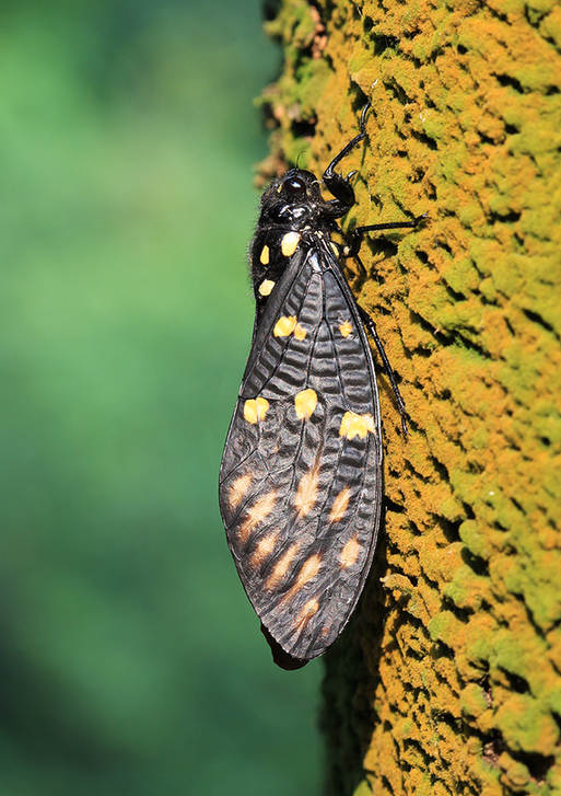 The world of cicadas - photos by Zhong Ming