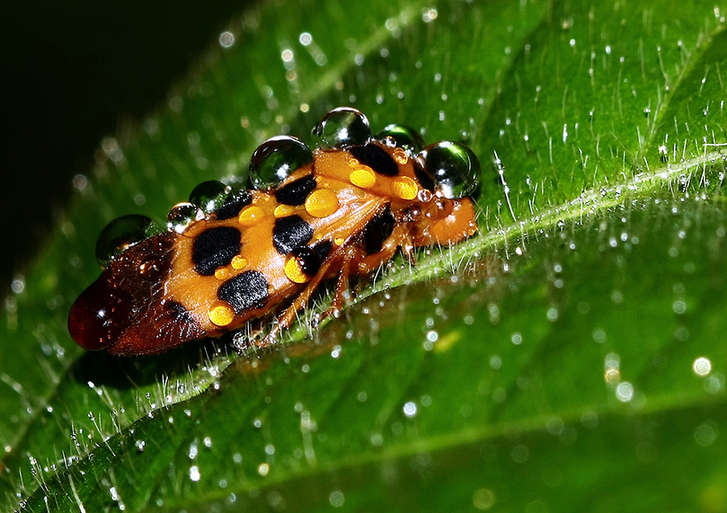 The world of cicadas - photos by Zhong Ming