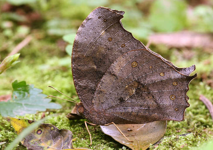 Feast for butterfly lovers - photos by Zhong Ming