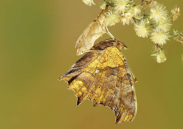 Feast for butterfly lovers - photos by Zhong Ming