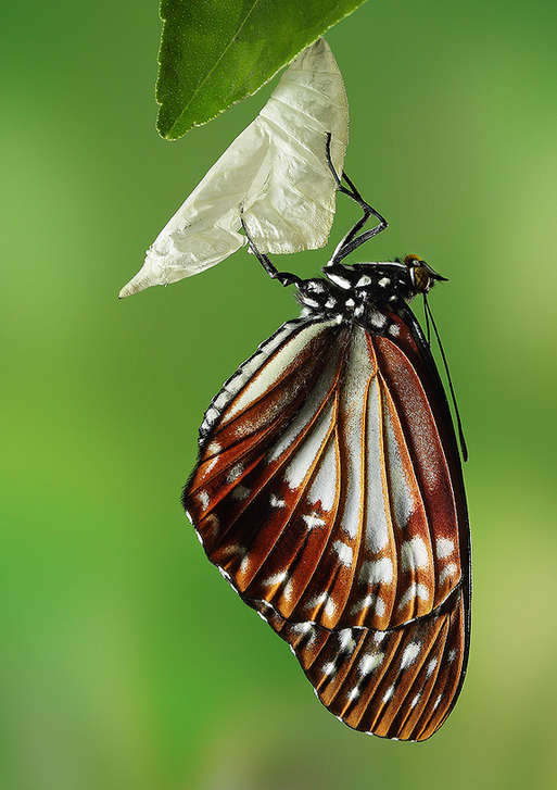 Feast for butterfly lovers - photos by Zhong Ming