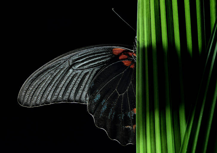 Feast for butterfly lovers - photos by Zhong Ming