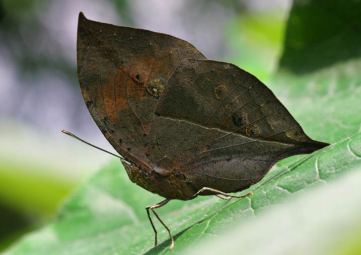 Feast for butterfly lovers - photos by Zhong Ming