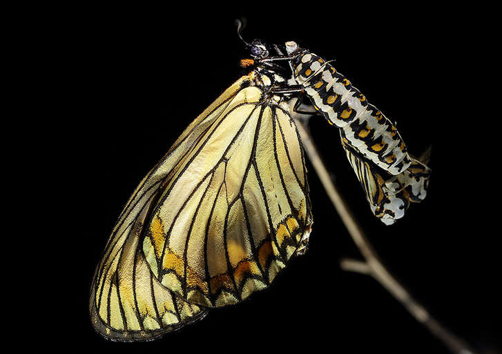 Feast for butterfly lovers - photos by Zhong Ming