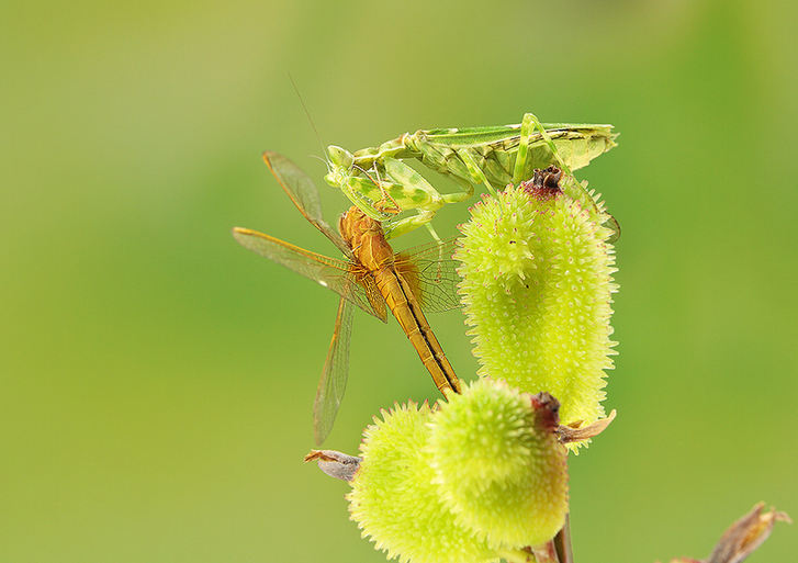 Mantises and dragonflies in Zhong Ming's insects world