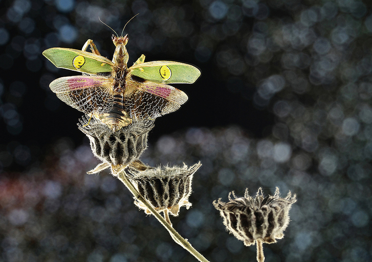 Mantises and dragonflies in Zhong Ming's insects world