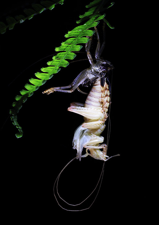 Zhong Ming's Book of Insects