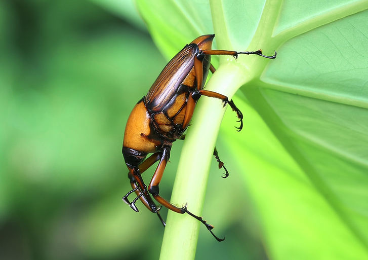 Zhong Ming's Book of Insects