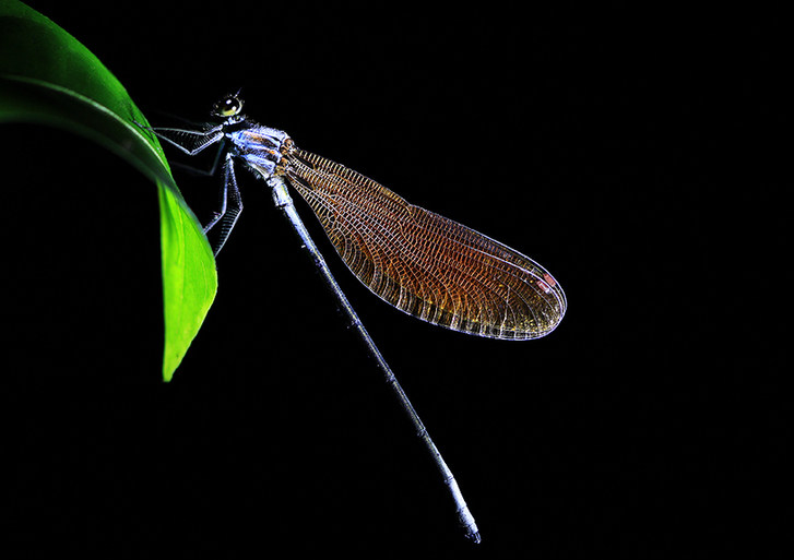 Zhong Ming's Book of Insects