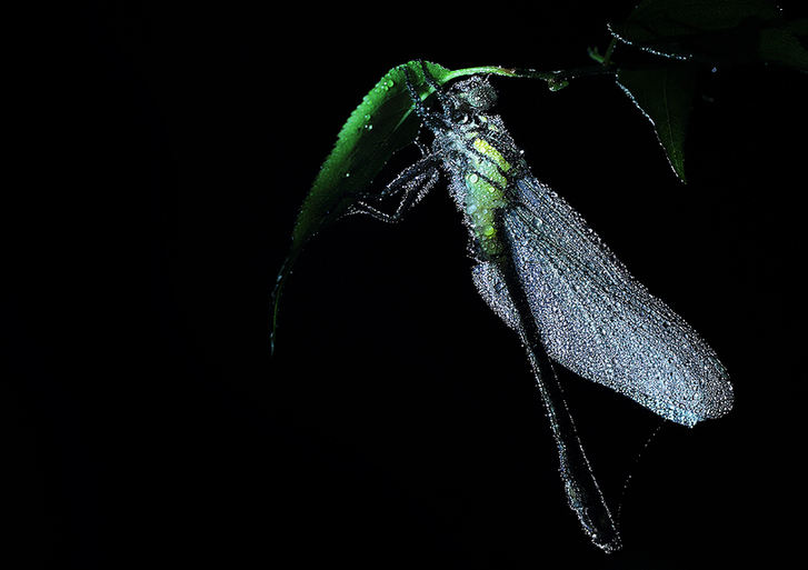 Zhong Ming's Book of Insects