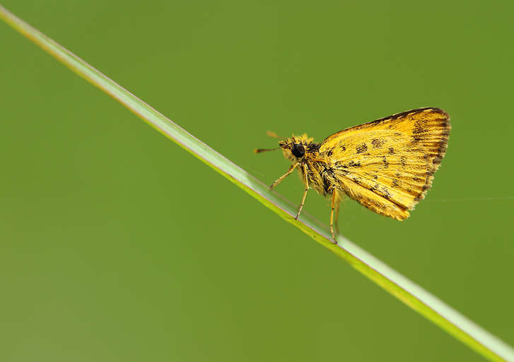 Zhong Ming's Book of Insects