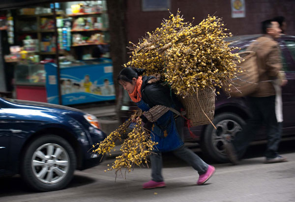 Selling wintersweet to holiday buyers