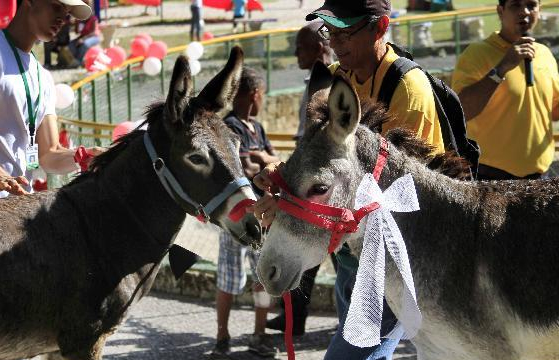 Donkeys get married on eve of Valentine's Day