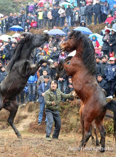 Battle of the stallions draws huge crowd