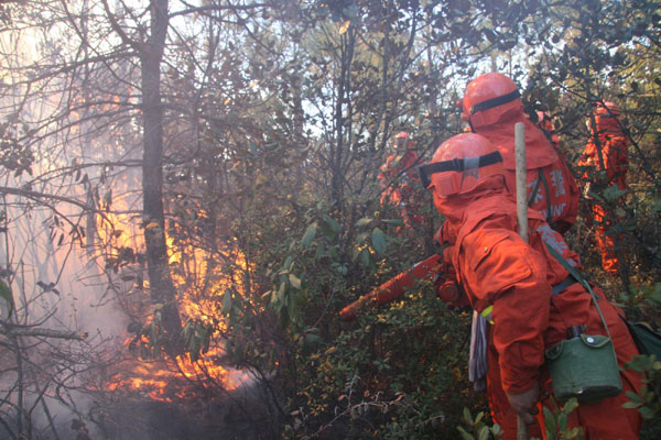 Forest engulfed in blaze; yet to be tamed