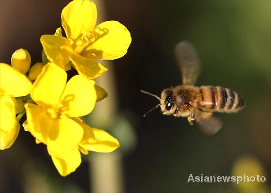 Collecting honey in spring