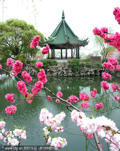 New blossoms reflect ancient beauty