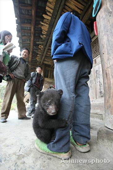 Farmer in Sichuan adopts twin bears