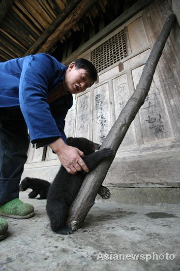 Farmer in Sichuan adopts twin bears