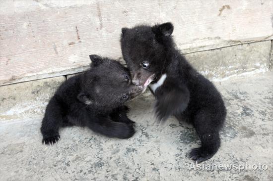 Farmer in Sichuan adopts twin bears