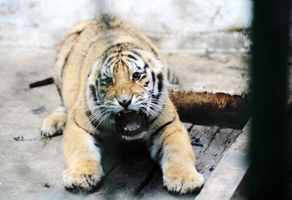 Young Siberian tigers get DNA tests