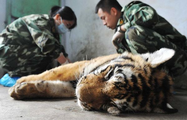 Young Siberian tigers get DNA tests